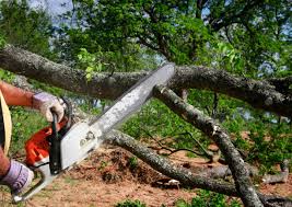  Ashland, VA Tree Removal and Landscaping Services Pros